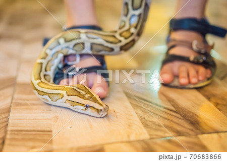 Smiling boy holding python in his hands 70683866