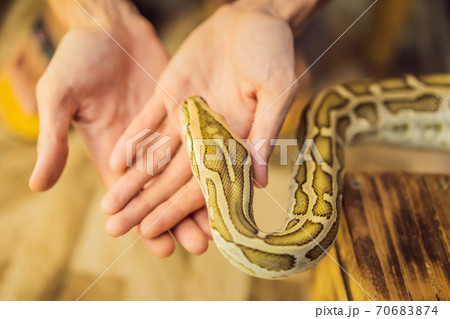 Smiling boy holding python in his hands Smiling boy holding python in his hands 70683874