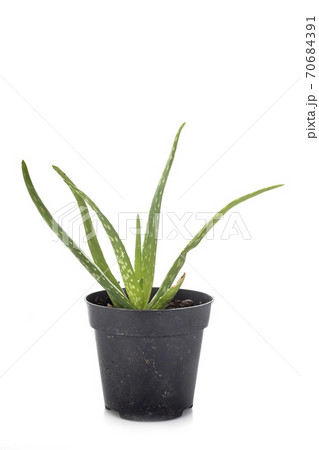 Aloe vera in studio 70684391