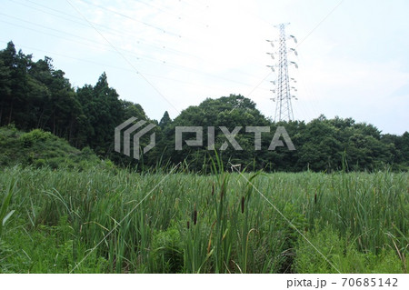 がまの穂 70685142