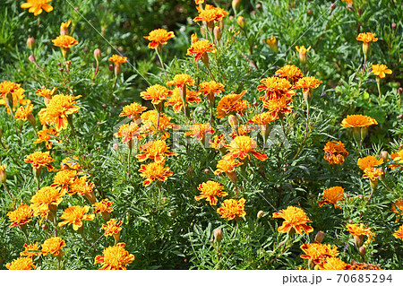 マリーゴールド 70685294