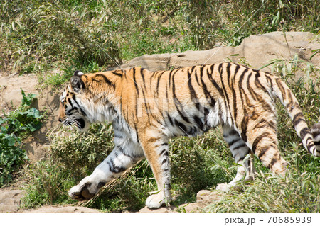 歩く虎 70685939