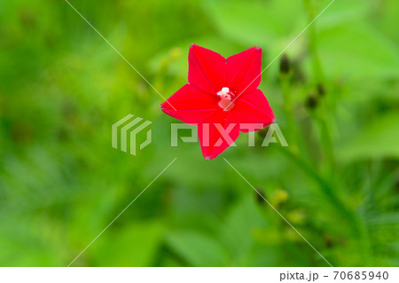ハゴロモルコウソウの花の写真素材