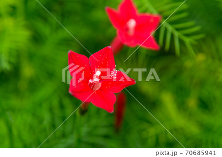 ハゴロモルコウソウの花の写真素材