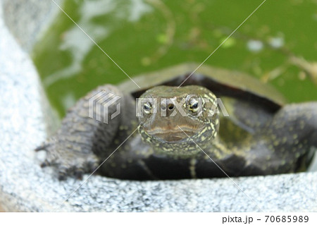 亀の顔の写真素材