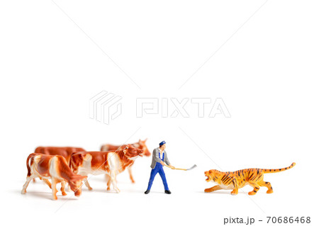 Miniature people farmer protecting cow when the tiger attacked Miniature people farmer protecting cow when the tiger attacked 70686468