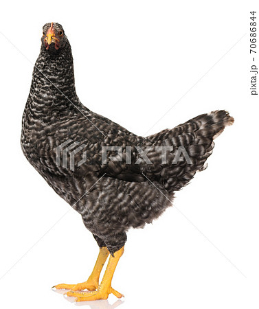 one black chicken isolated on white background, studio shoot one black chicken isolated on white background, studio shoot 70686844