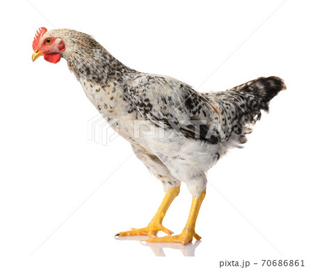 one gray rooster isolated on white background, studio shoot one gray rooster isolated on white background, studio shoot 70686861