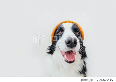 Funny studio portrait of cute smiling puppy dog border collie wearing warm knitted clothes yellow hat isolated on white background. Winter or autumn portrait of new lovely member of family little dog. Funny studio portrait of cute smiling puppy dog border collie wearing warm knitted clothes yellow hat isolated on white background. Winter or autumn portrait of new lovely member of family little dog. 70687235