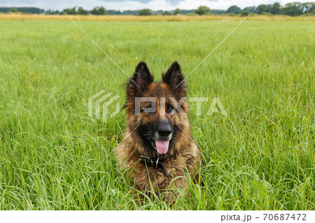 German shepherd dog sitting in the green grass. German shepherd dog sitting in the green grass. 70687472