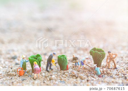 Miniature people : Gardeners Harvesting a vegetables  , Agriculture concept 70687615
