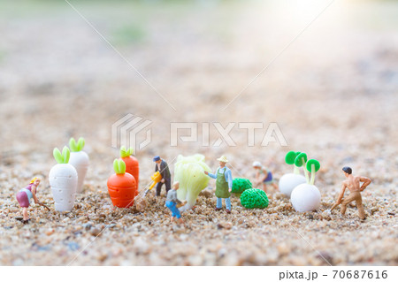 Miniature people : Gardeners Harvesting a vegetables  , Agriculture concept 70687616