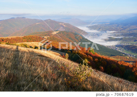 birch forest in sunny afternoon while autumn season. Autumn Landscape. 70687619