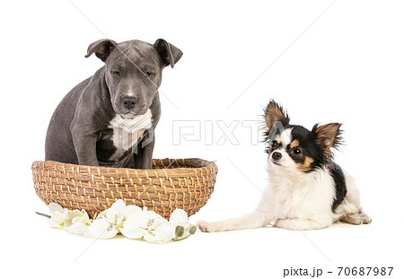 American staffordshire terrier in a basket with a Chihuahua 70687987