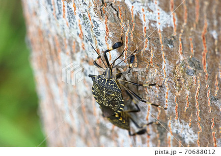 昆虫 虫 蟲 70688012