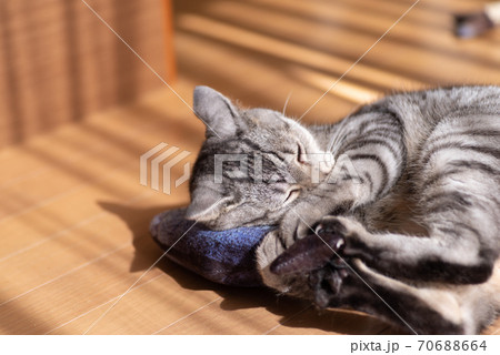 ぬいぐるみで遊ぶ猫 サバトラ猫 ぬいぐるみで遊ぶ猫 サバトラ猫 70688664