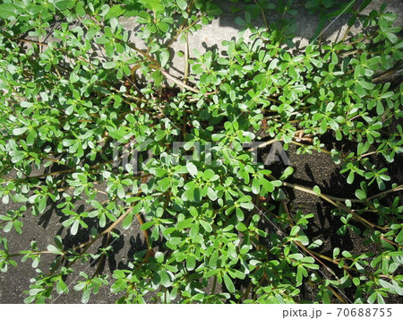 食べられる雑草スベリヒユ 70688755