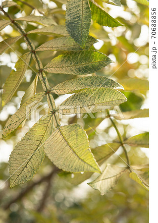樹木：ヌルデ　ウルシ科　 70688856