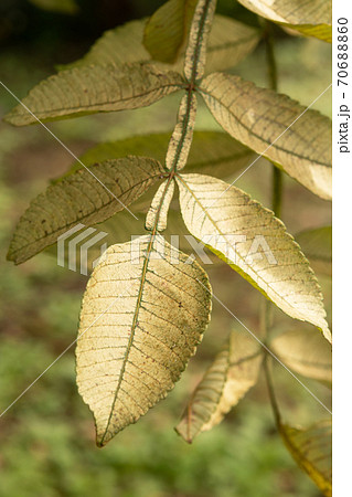 樹木：ヌルデ　ウルシ科　 70688860