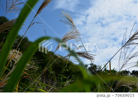 晴れた青空を背景にススキの穂が揺れる 70689015