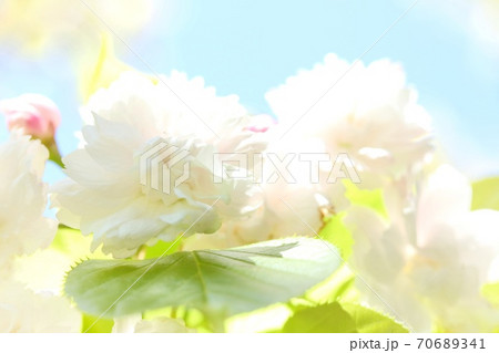 市原虎の尾　イチハラトラノオ　開花すると白くなる八重桜 70689341