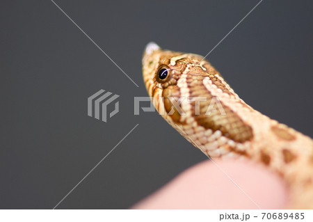 蛇 ヘビ 巳 70689485