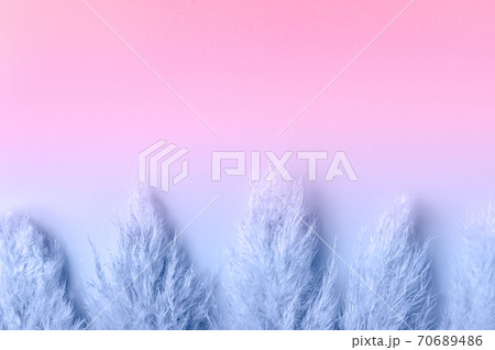 Dried Pampas Grass Dried Pampas Grass 70689486