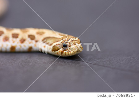 蛇 ヘビ 巳 70689517