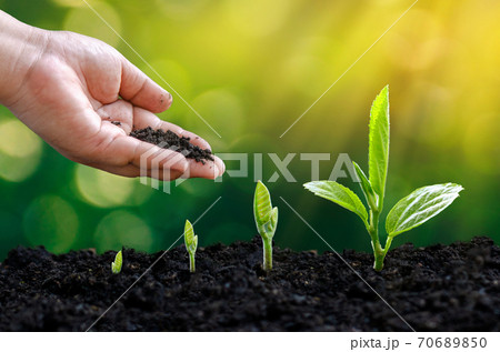 tree sapling hand planting sprout in soil with sunset close up male hand planting young tree over green background tree sapling hand planting sprout in soil with sunset close up male hand planting young tree over green background 70689850