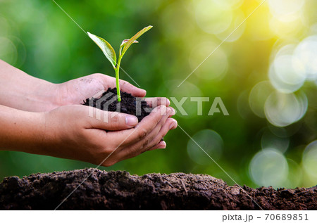 environment Earth Day In the hands of trees growing seedlings. Bokeh green Background Female hand holding tree on nature field grass Forest conservation concept environment Earth Day In the hands of trees growing seedlings. Bokeh green Background Female hand holding tree on nature field grass Forest conservation concept 70689851