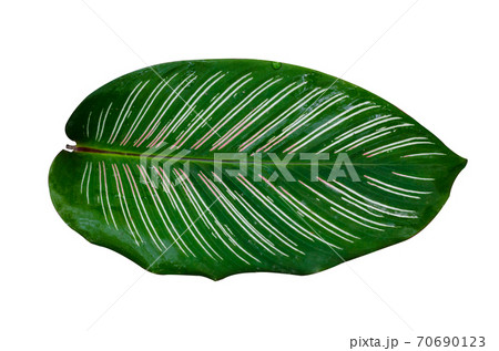 Leaves Calathea ornata pin stripe background White Isolate Leaves Calathea ornata pin stripe background White Isolate 70690123