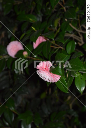 おとめツバキの満開の花 おとめツバキの満開の花 70690170