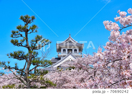 桜景 長浜城 桜景 長浜城 70690242