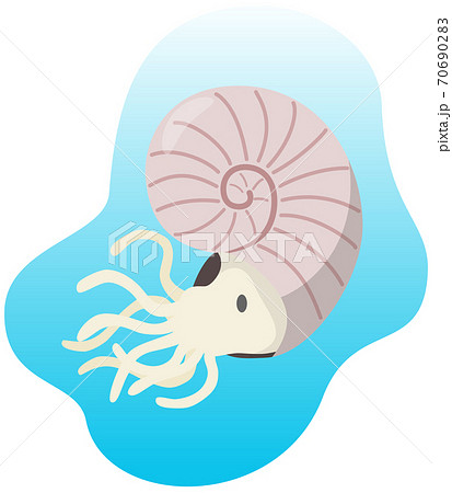 アンモナイト 恐竜のイラスト素材