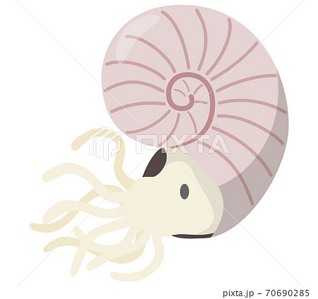 アンモナイト 恐竜のイラスト素材