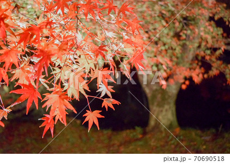 1本の木と紅葉 1本の木と紅葉 70690518