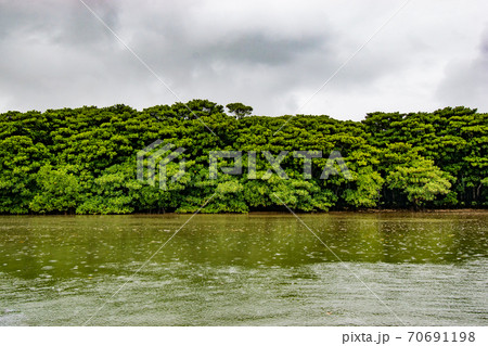 はじめての宮良川マングローブカヌー はじめての宮良川マングローブカヌー 70691198