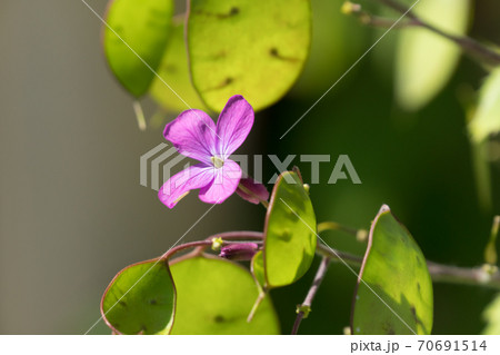 銀扇草の花と実 70691514