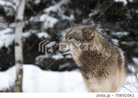 冬のオオカミ 北海道旭川市の写真素材