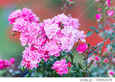 薔薇　ハーフマクロ 70692078