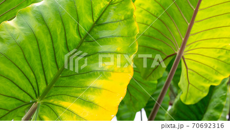 Alocasia macrorrhizos or Giant Taro or giant alocasia leave background. 70692316