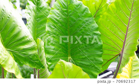 Alocasia macrorrhizos or Giant Taro or giant alocasia leave background. 70692317