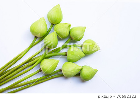 Lotus flower on white background. 70692322