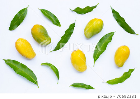 Tropical fruit, Mango  on white background. 70692331