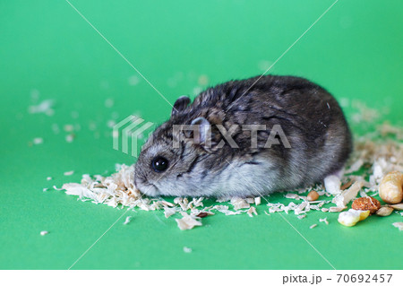 A cute Djungarian dwarf hamster eats dry grain feed. isolated on green background A cute Djungarian dwarf hamster eats dry grain feed. isolated on green background 70692457