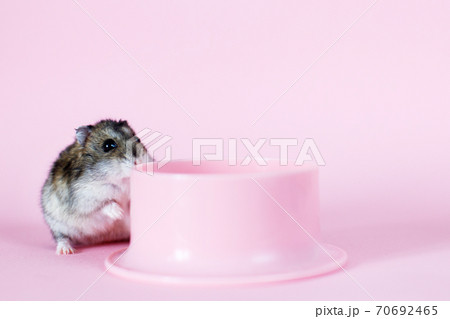 One Djungarian dwarf hamster is eating and sitting on the plastic bowl on the pink background. hamster portrait close One Djungarian dwarf hamster is eating and sitting on the plastic bowl on the pink background. hamster portrait close 70692465