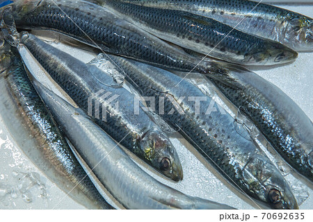 食材の宝庫 魚市場 食材の宝庫 魚市場 70692635