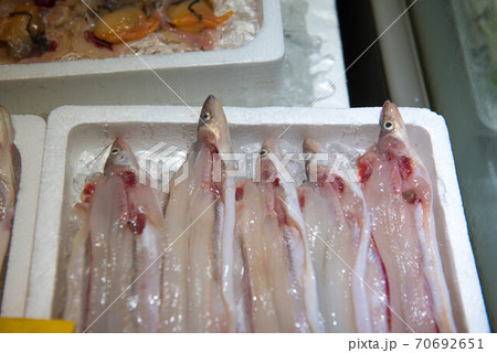 食材の宝庫 魚市場 食材の宝庫 魚市場 70692651
