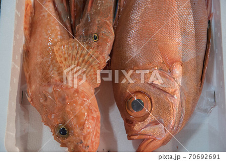 食材の宝庫 魚市場 食材の宝庫 魚市場 70692691