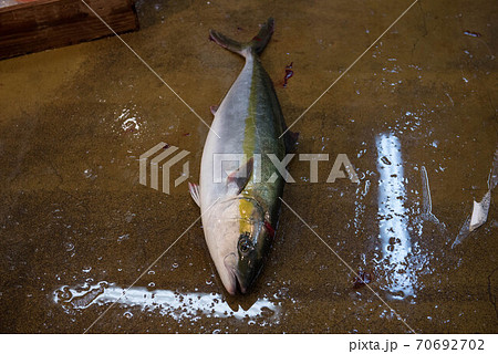 食材の宝庫 魚市場 食材の宝庫 魚市場 70692702